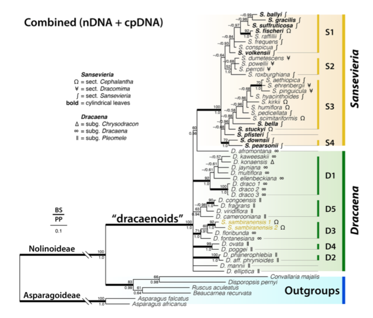 Combined phylogeny (Fig. 3)